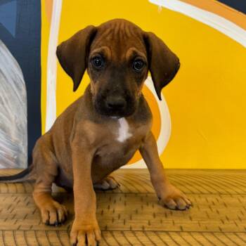 Birdie -  Rhodesian Ridgeback Dog for Adoption in Mankato, Minnesota - Birdie | PetCurious