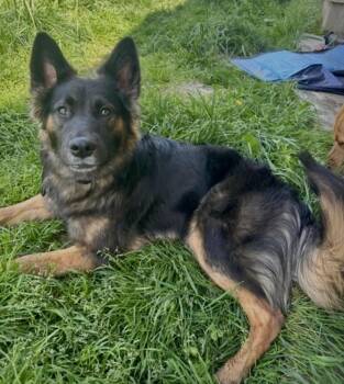 Tasha -  Mixed Breed Dog for Adoption in Portland, Oregon - Tasha | PetCurious