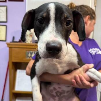 Pip -  Mixed Breed Dog for Adoption in Hendersonville, North Carolina - Pip | PetCurious