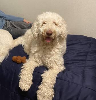 Labradoodle Dogs Available for Adoption - LUNA-TEXAS | PetCurious