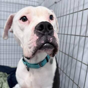 Boxer Dogs Available for Adoption - Toad | PetCurious