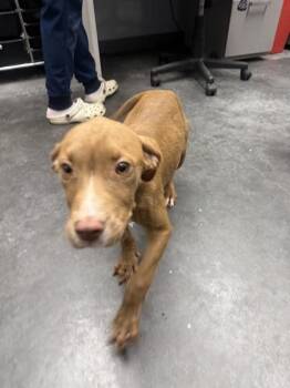 3786B Cypress -  American Staffordshire Terrier and Mixed Breed Dog for Adoption in North Charleston, South Carolina - 3786B Cypress | PetCurious