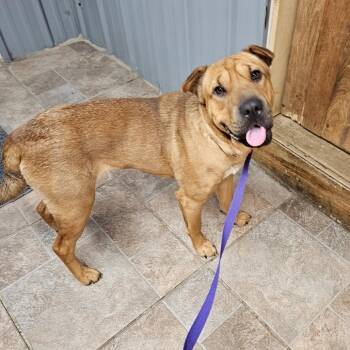 Shar Pei and Mixed Breed Dogs Available for Adoption - Lily | PetCurious