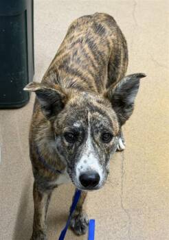 RAJ -  Australian Cattle Dog Blue Heeler and Border Collie Dog for Adoption in Hayward, California - RAJ | PetCurious