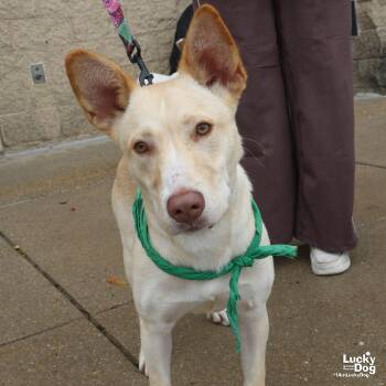 Squeegee -  Shepherd and Retriever Dog for Adoption in Washington, District Of Columbia - Squeegee | PetCurious