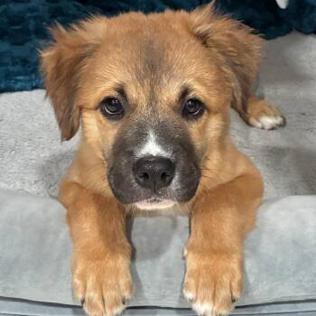 Cider -  Hound and Shepherd Dog for Adoption in Durham, North Carolina - Cider | PetCurious