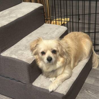 Rescue Pekingese and Chihuahua Dogs for Adoption in Sunset Valley, Texas - Mila | PetCurious