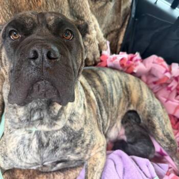 Miranda -  Cane Corso Dog for Adoption in Manchester, Pennsylvania - Miranda | PetCurious