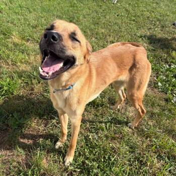 Dojer -  Belgian Shepherd Malinois and Black Mouth Cur Dog for Adoption in West Des Moines, Iowa - Dojer | PetCurious