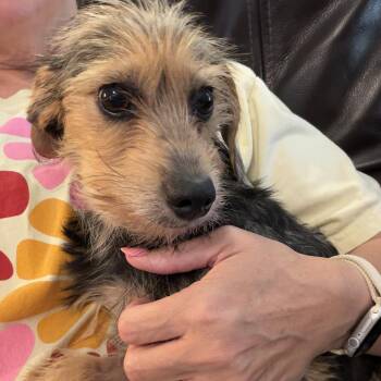 Molly -  Yorkshire Terrier Dog for Adoption in Hopkinton, Massachusetts - Molly | PetCurious