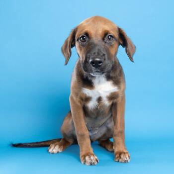 Coraline -  Mixed Breed Dog for Adoption in Franklin, Tennessee - Coraline | PetCurious