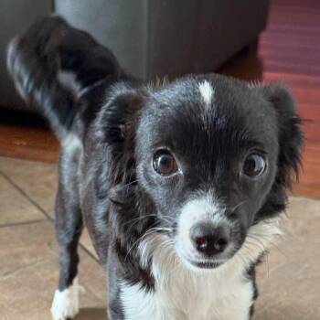 Rescue Basenji Dogs for Adoption in Tustin, California - Minnie Available For Adoption | PetCurious