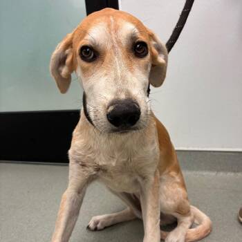 Anca -  Mixed Breed Dog for Adoption in Abilene, Texas - Anca | PetCurious