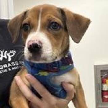 Winky Woo -  Hound and Mixed Breed Dog for Adoption in Tampa, Florida - Winky Woo | PetCurious