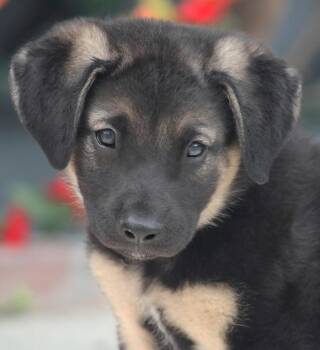 German Shepherd Dog Dogs Available for Adoption in Los Angeles, California - Taylor Von Teldau | PetCurious