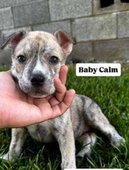 Baby Calm -  French Bulldog and Mixed Breed Dog for Adoption in Honolulu, Hawaii - Baby Calm | PetCurious
