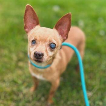 Simon -  Chihuahua Dog for Adoption in West Falls, New York - Simon | PetCurious