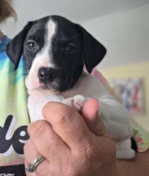 Kyle -  Terrier Dog for Adoption in Lakeland, Florida - Kyle | PetCurious