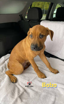 Rescue Shepherd Dogs for Adoption in Council Bluffs, Iowa - Bobo | PetCurious