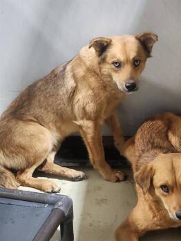Rescue Shepherd Dogs for Adoption in Thousand Oaks, California - Camille -- URGENT! | PetCurious