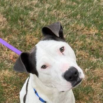 Bulldog Dogs Available for Adoption in Niagara Falls, Ontario - Pax (20260513-02) | PetCurious