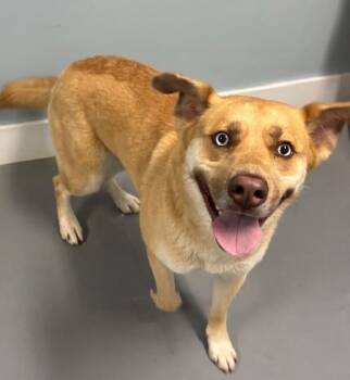 Pointe -  Husky and Mixed Breed Dog for Adoption in Hawk Point, Missouri - Pointe | PetCurious