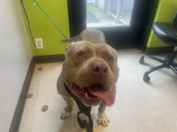LEON -  Pit Bull Terrier and Mixed Breed Dog for Adoption in Kent, Washington - LEON | PetCurious