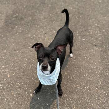 Francis -  Chihuahua Dog for Adoption in Newberg, Oregon - Francis | PetCurious