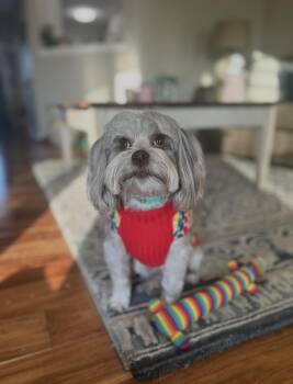 Havanese Dogs Available for Adoption in Waldorf, Maryland - Max | PetCurious