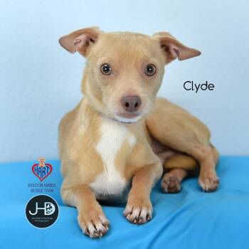 Rescue Chihuahua and Dachshund Dogs for Adoption - Clyde | PetCurious