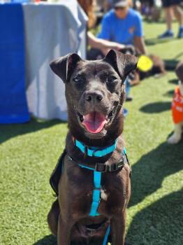 Labrador Retriever and Terrier Dogs Available for Adoption in Knoxville, Tennessee - Lyles | PetCurious