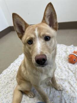Husky and Mixed Breed Dogs Available for Adoption in Newton, North Carolina - LORIK | PetCurious