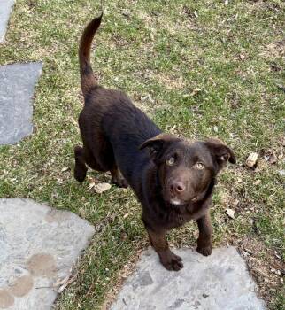 Labrador Retriever and Anatolian Shepherd Dogs Available for Adoption - Kevin | PetCurious