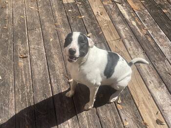 Bull Terrier and Jack Russell Terrier Dogs Available for Adoption in Mobile, Alabama - ~ Courtesy ~ Sassy | PetCurious