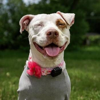 Comet -  American Staffordshire Terrier and American Bulldog Dog for Adoption in Jacksonville, Florida - Comet | PetCurious