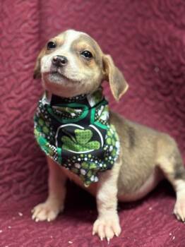 Mixed Breed Dogs Available for Adoption - Keely  | PetCurious