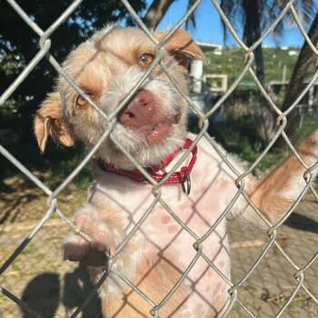 Terrier and Mixed Breed Dogs Available for Adoption in Vieques, Vieques - Pascua | PetCurious
