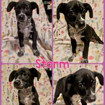 Storm -  Australian Cattle Dog Blue Heeler and Mixed Breed Dog for Adoption in Opelika, Alabama - Storm | PetCurious