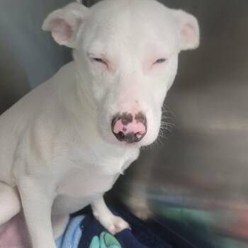 Lucky -  Mixed Breed Dog for Adoption in Loxahatchee Groves, Florida - Lucky | PetCurious