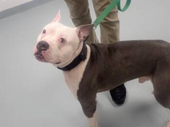 Pit Bull Terrier Dogs Available for Adoption in St. Cloud, Florida - LUCA | PetCurious