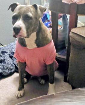 American Staffordshire Terrier Dogs Available for Adoption - RUBY ANN | PetCurious