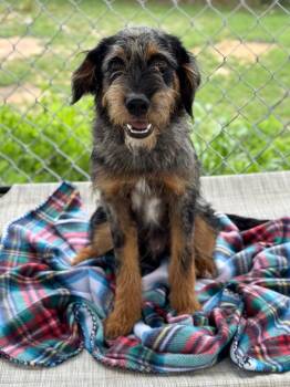 Terrier Dogs Available for Adoption in Canyon Lake, Texas - Arnold | PetCurious