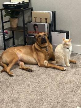 Rhodesian Ridgeback Dogs Available for Adoption - Kosi | PetCurious