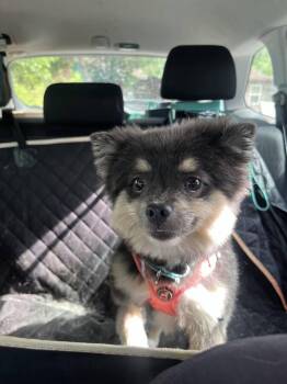 Trixie -  Pomeranian Dog Available for Adoption in Candler, North Carolina - Trixie | PetCurious