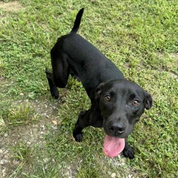 Clover -  Mixed Breed Dog for Adoption in New York, New York - Clover | PetCurious