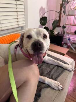 Pit Bull Terrier and Mixed Breed Dogs Available for Adoption in Denver, Colorado - Mayflower | PetCurious