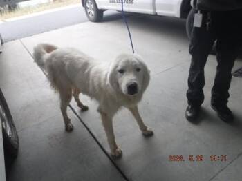 FRANCISCO -  Great Pyrenees Dog for Adoption in Oroville, California - FRANCISCO | PetCurious