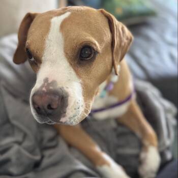 Karlie -  Terrier Dog for Adoption in Longview, Texas - Karlie | PetCurious