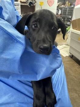 Mixed Breed Dogs Available for Adoption in Fort Worth, Texas - Abby | PetCurious