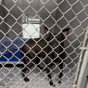 Naveena -  Mixed Breed Dog for Adoption in Greenville, South Carolina - Naveena | PetCurious